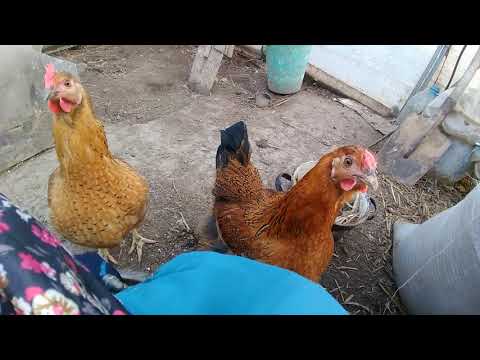 Как лечится кокцидиоз у цыплят?
