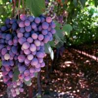 Как ухаживать за виноградом летом, чтобы он хорошо пережил зиму