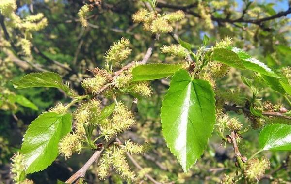 Шелковица — дерево, возвращающее молодость
