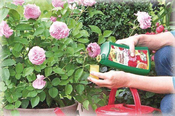Подкормка роз весной для цветения и роста: когда и чем лучше подкормить