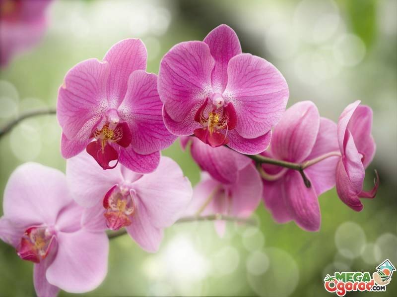 Как размножить орхидею в домашних условиях через цветонос?