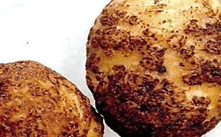 Борьба с проволочником на картофельном поле: максимальный результат при минимальных затратах
