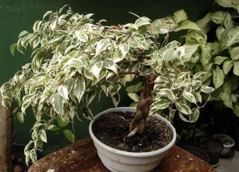 Одно из самых известных комнатных растений — фикус «мокламе»