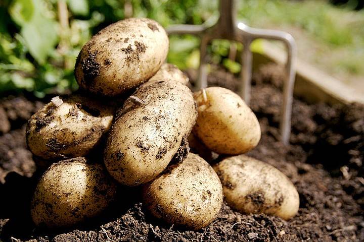 Почему не цветет картофель: основные причины, как бороться с проблемой