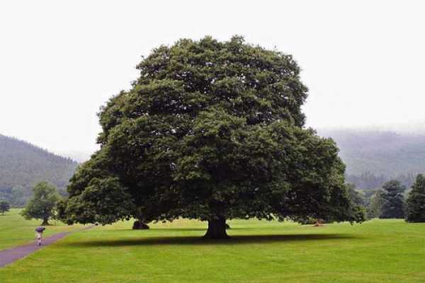 Дерево дуб (quercus)