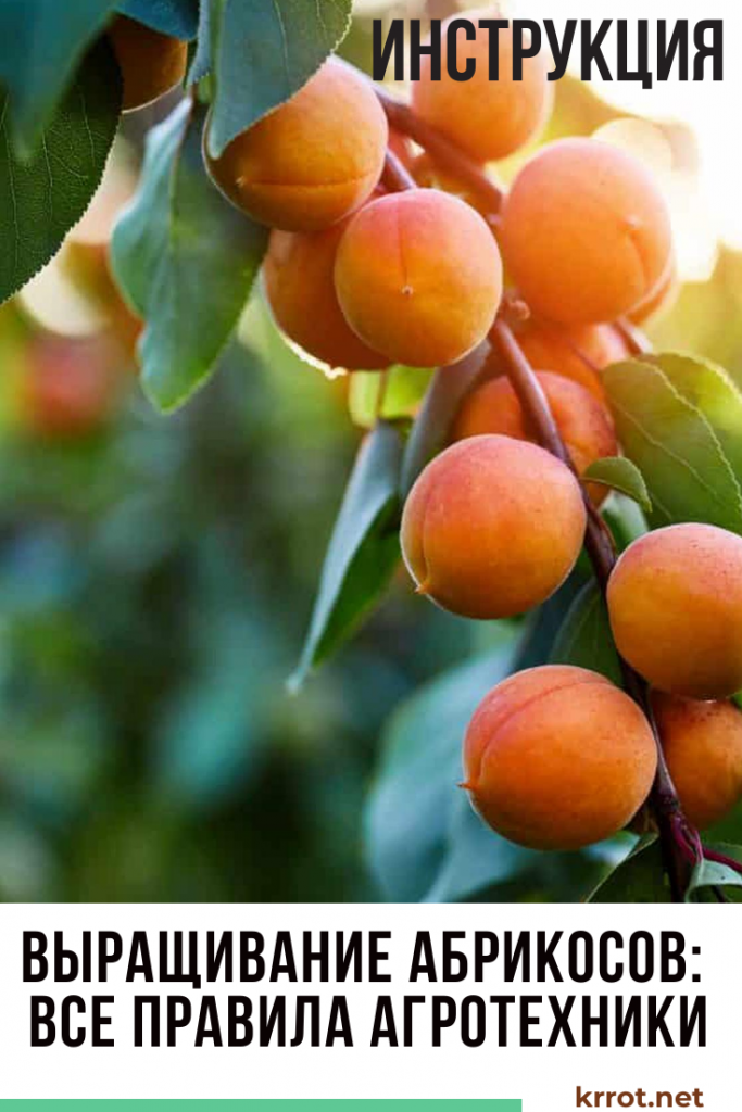 Обрезка абрикоса: формируем крону учитывая особенности дерева