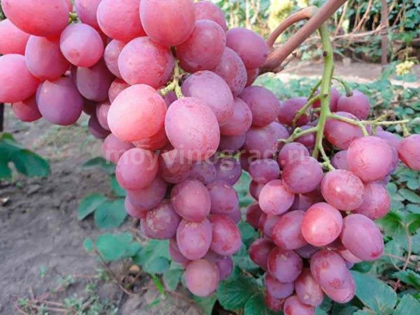 Виноград «анюта»: описание сорта, фото, отзывы