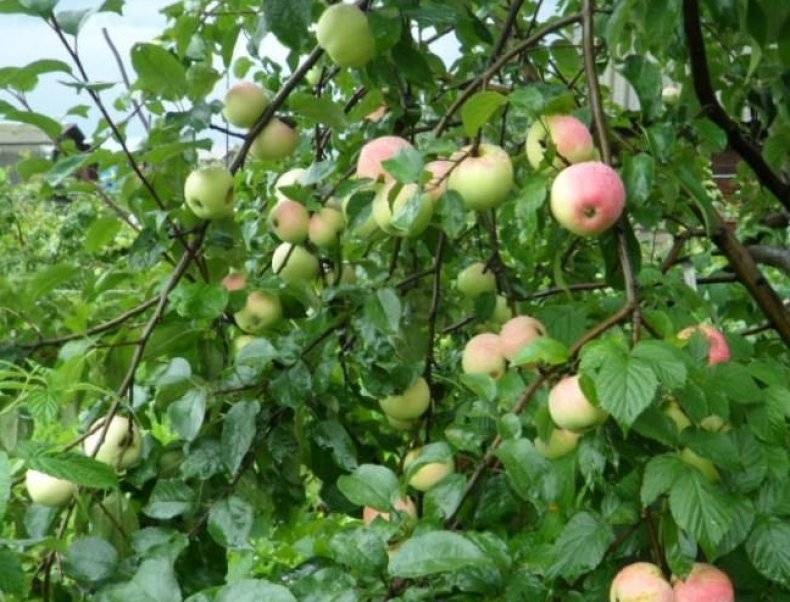 Особенности летнего сорта яблони серебряное копытце