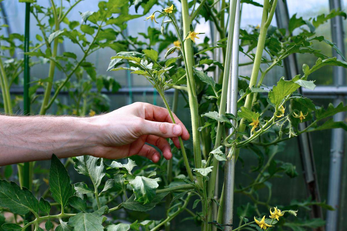 Выращивание помидор по методу и.м. маслова
