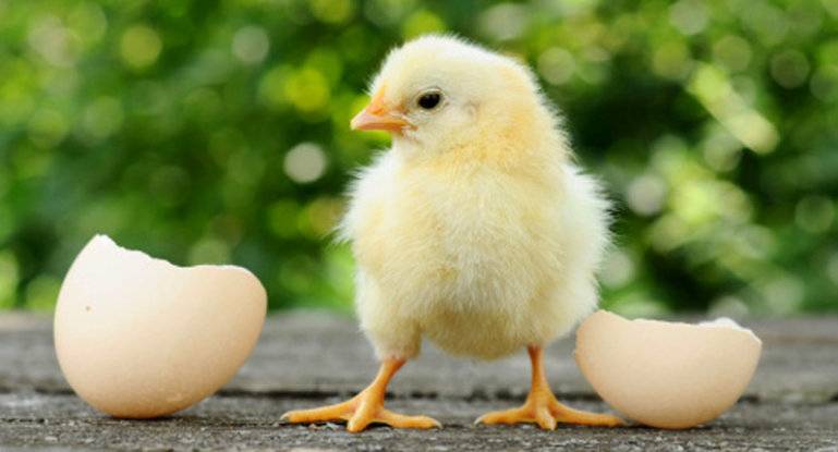 Как долго курица насиживает яйца? правила отбора наседок и яиц для получения качественного молодняка