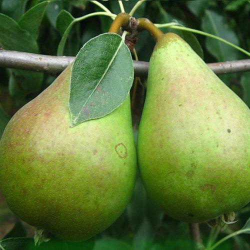 Груша велеса: описание и особенности выращивания плодового дерева