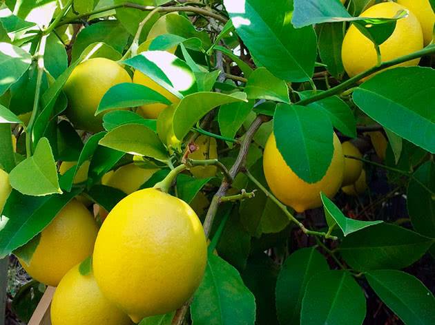 Как посадить лимон в домашних условиях