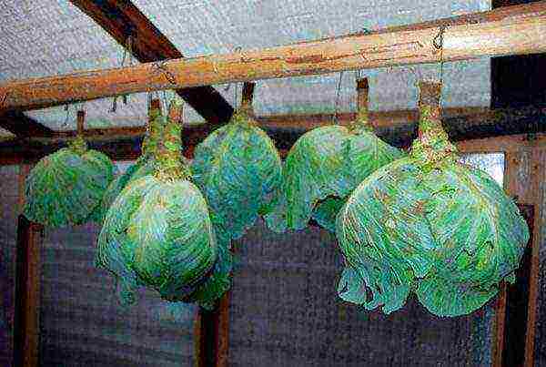 Капуста савойская вертю — урожайный вкусный сорт для салатов
