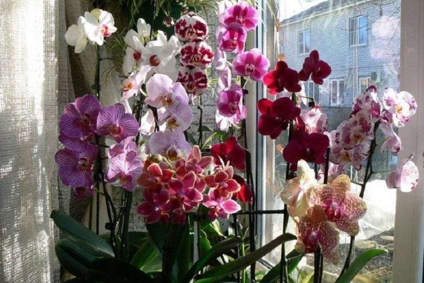 Рассказываем, почему не цветет орхидея после пересадки