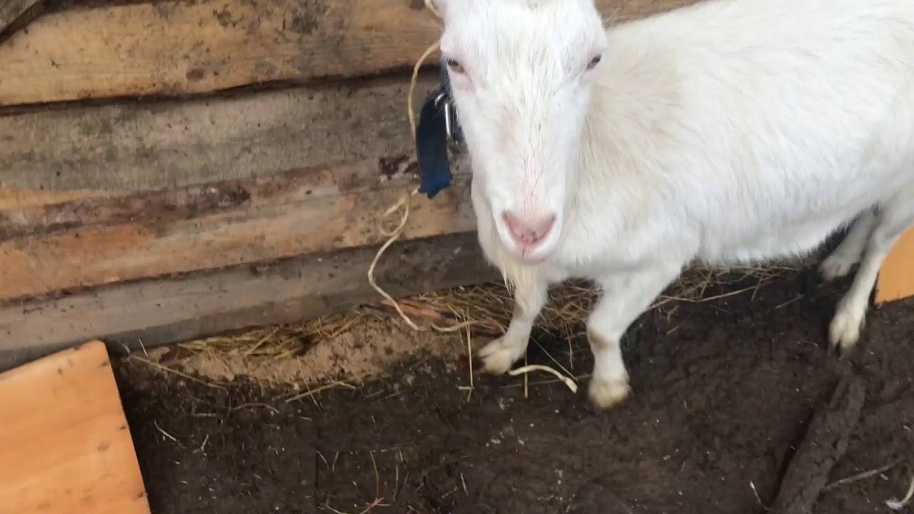 Козлятник своими руками: кормушка, поилка для коз