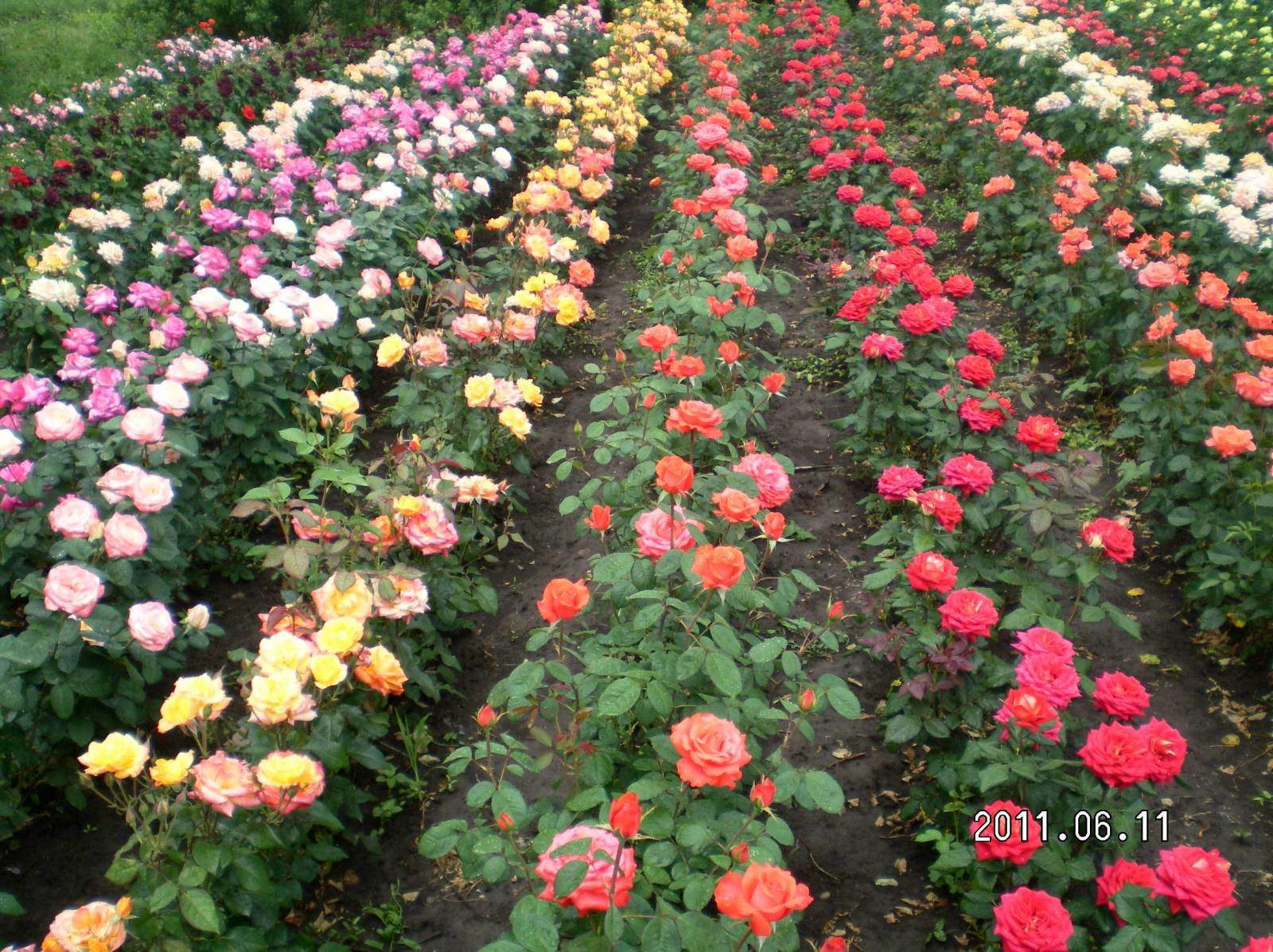 Выращивание роз в теплице и зимнем саду: о чем нужно помнить?