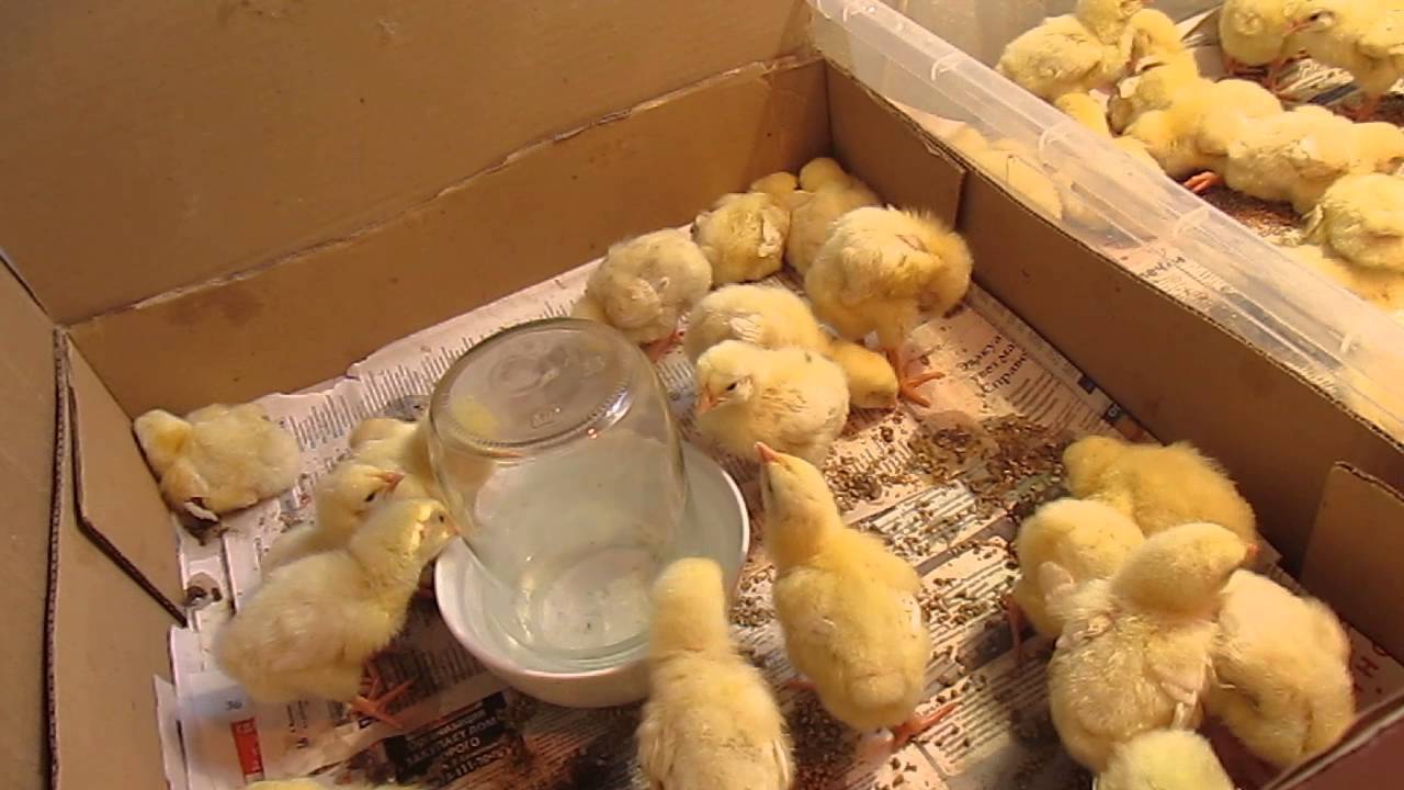 Трудности выращивания цыплят бройлеров в домашних условиях: особенности ухода, лечения и кормления