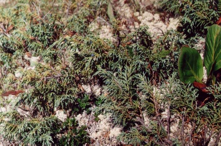 Выращивание и использование в ландшафтном дизайне можжевельника сорта минт джулеп