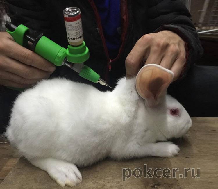 Чем кормить кроликов зимой – разрешенные и запрещенные продукты