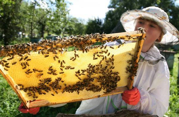Разведение пчел для начинающих: своя пасека с нуля