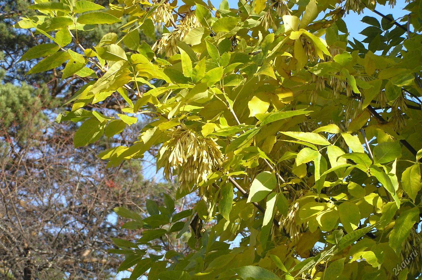 Ясень: описание, фото дерева и листьев