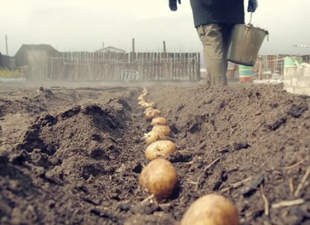 Как правильно сажать картофель: ростками вверх или вниз