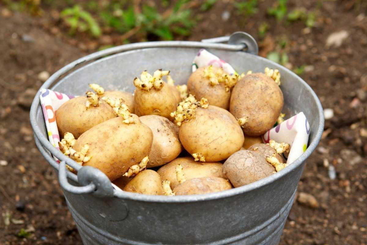 Сажаем картофель на второй урожай после первого