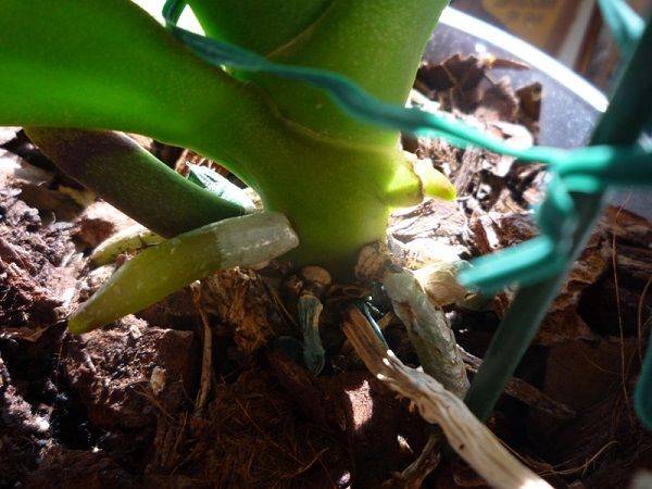 Чем удобрять орхидеи в домашних условиях