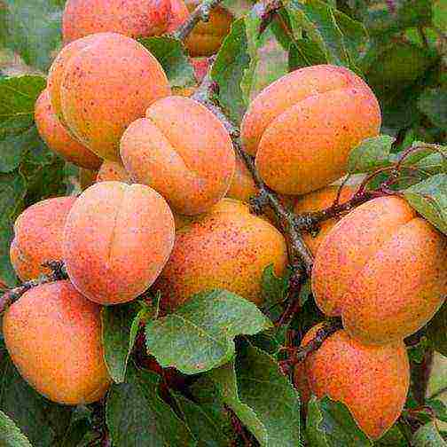 Лучшие сорта абрикоса для подмосковья