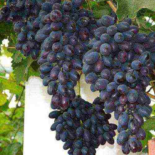 «памяти дженеева» — молодой сорт винограда