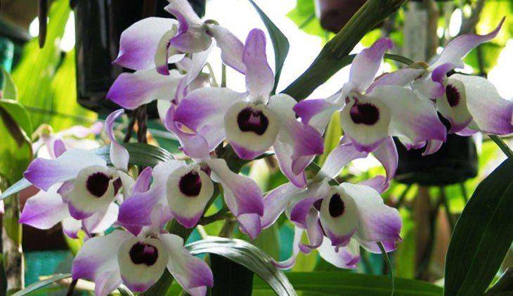 Орхидея дендробиум: варианты ухода и размножения в домашних условиях