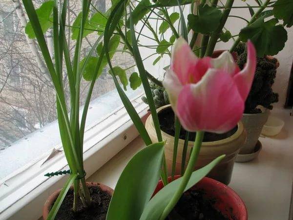 Вечные вопросы: можно ли сажать рядом разные сорта тюльпанов?
