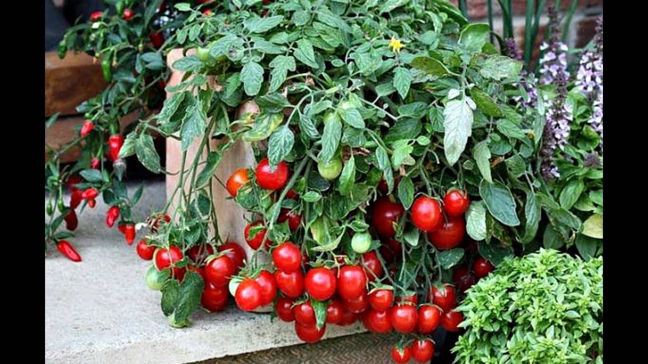 Выращивание помидоров черри