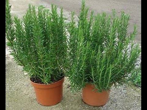 Лечебные свойства розмарина и противопоказания к использованию травы