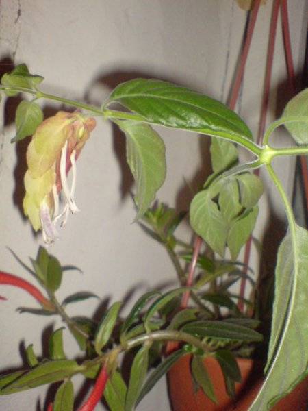 Белопероне — идеальное растение для комнатного содержания. уход и размножение в домашних условиях