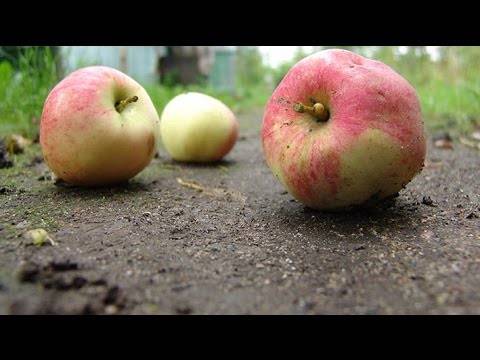 Лучшие сорта яблонь для ленинградской области с фото и описанием