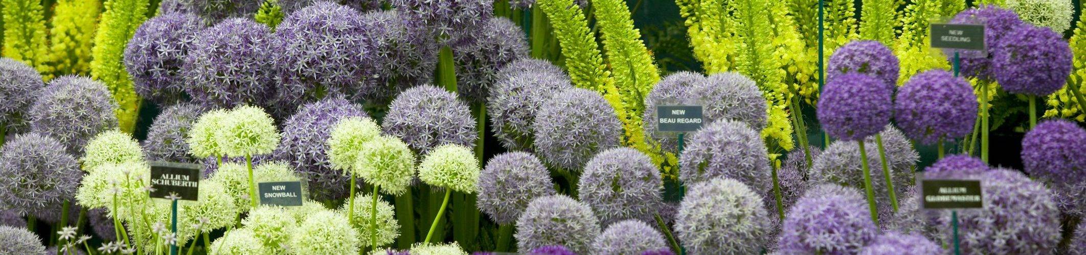 Декоративный лук — эффектное украшение любого сада