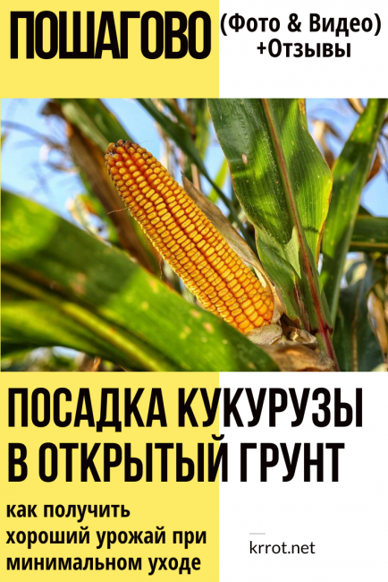 Как правильно высадить рассаду кукурузы в открытый грунт?