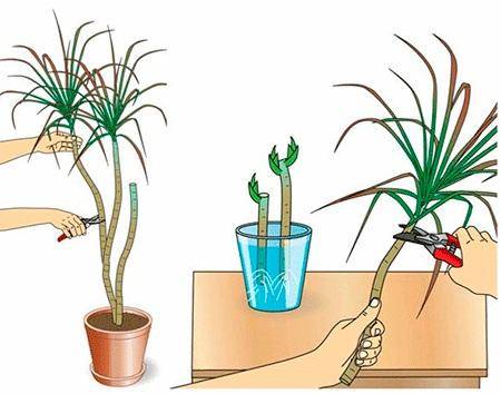 Юкка: уход в домашних условиях и способы размножения растения