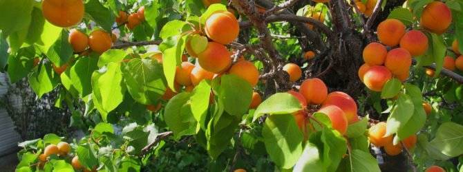 Прививка абрикоса — надёжный способ получения сортового дерева
