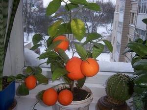 Как вырастить мандариновое дерево из косточки в домашних условиях?