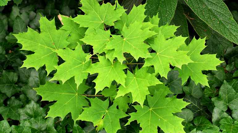 Польза и вред кленовых листьев. лечение суставов кленовыми листьями: рецепты