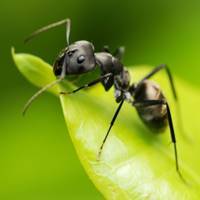 Как вывести муравьев на дачном участке