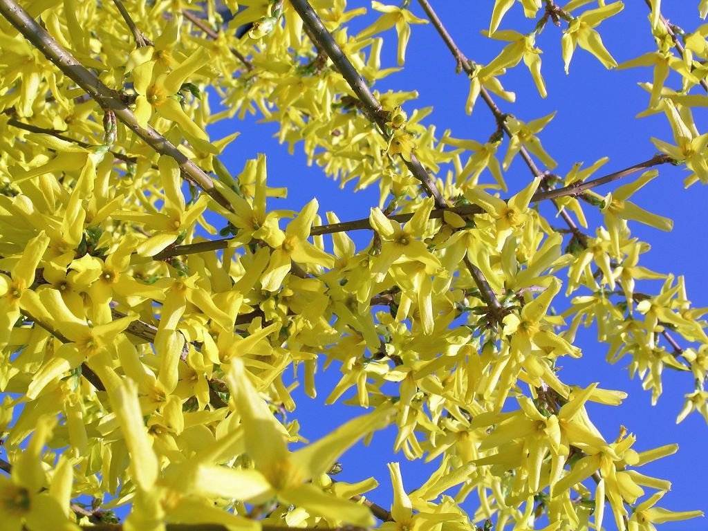 Желтый кустарник форзиция – яркое украшение сада