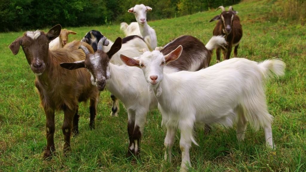 Содержание и кормление молочных коз
