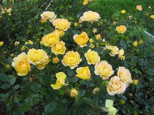 Роза полиантовая: уход и выращивание в открытом грунте.