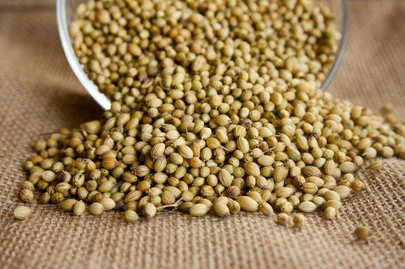 Семена кориандра: полезные свойства и противопоказания