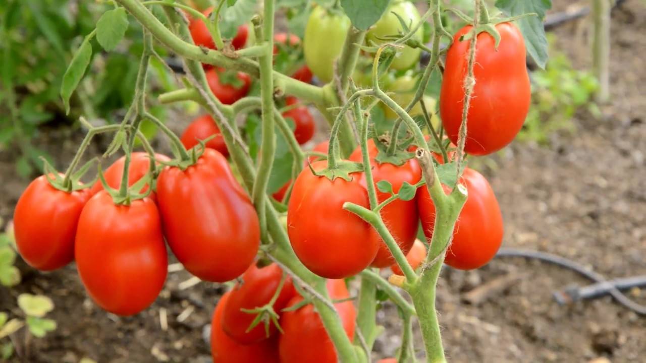 Технология выращивания помидоров в теплицах из поликарбоната: секреты и советы высокой урожайности, фото