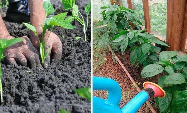 Технология выращивания табака в открытом грунте, теплице и в домашних условиях