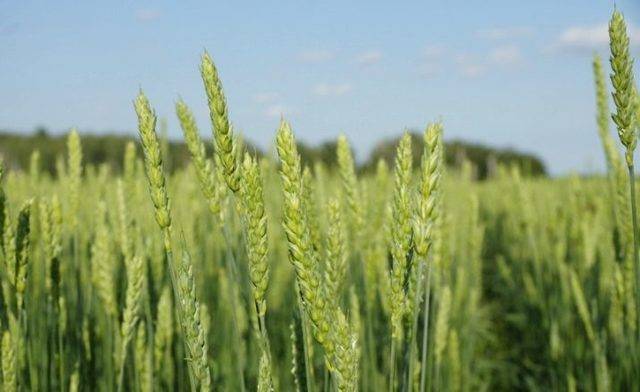 Технология возделывания пшеницы от подготовки к посеву до сбора урожая